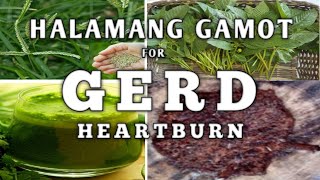 HALAMANG GAMOT AT NATURAL REMEDIES PARA SA HEARTBURN GERD AT ACID REFLUX  NATURER [upl. by Anippesuig]