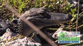 Everglades Holiday Park Airboat Tours amp The Gator Boys [upl. by Nuawd]