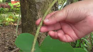 Medicinal Plants Documentary VRIDDHADARU Argyreia speciosa [upl. by Nelyahs]