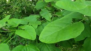 ID That Tree Northern Catalpa [upl. by Ariay793]