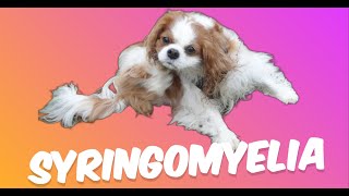 Decoding Syringomyelia in Cavaliers  Phantom Scratches [upl. by Damales213]