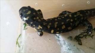 Salamander Regrowing Its Leg [upl. by Saenihp]