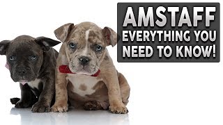 AMERICAN STAFFORDSHIRE TERRIER 101 Everything You Need To Know About Owning a AMSTAFF Puppy [upl. by Pufahl]