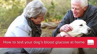 How to test your dogs blood glucose at home [upl. by Ilanos]