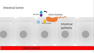 Cholera toxin and G protein signaling [upl. by Nanaek322]