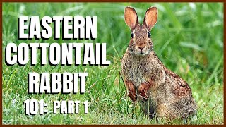 Eastern Cottontail Rabbit 101 Part 1 [upl. by Dranik]