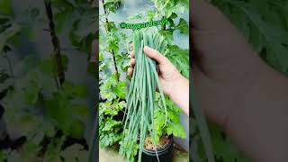 Innovative Onion Farming in a Pipe  Easy Home Gardening IdeaShorts [upl. by Odysseus]