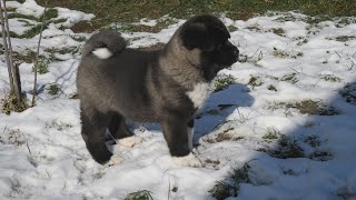 American Akita Puppies Play In The Snow [upl. by Richer845]