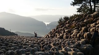 Transhumance dans les Alpes de Haute Provence [upl. by Notnel916]