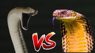 Black Mamba VS King Cobra  Who Would Win [upl. by Dearborn]