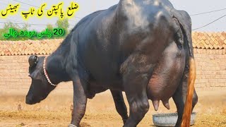 Top nili buffalo in punjab pakistan buffalo for sale 03060042917 October 8 2024 [upl. by Yttak387]