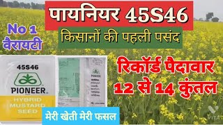 Sarso ki kheti  Top variety  mustard farming  sarso seed  Pioneer45S46  sarson  सरसो  mustard [upl. by Htebasil]