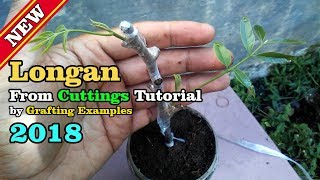 How To Growing Longan Tree From Cuttings 2018 Tutorial by Grafting Examples [upl. by Ydnyl]