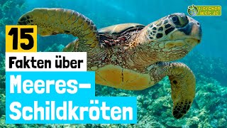 15 SteckbriefFakten über Meeresschildkröten  DokuWissen über Tiere  für Kinder [upl. by Essinger147]