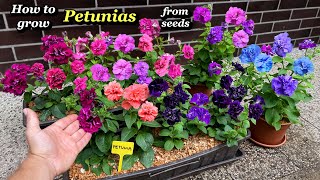 Growing Petunia Flowers from Seed  Step by Step [upl. by Magee]