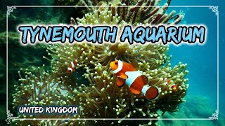 Blue Reef Aquarium  Tynemouth NewCastle UK [upl. by Acassej986]