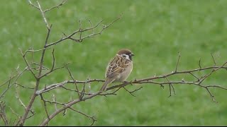 Haussperling  Spatz Passer domesticus  House sparrow [upl. by Oidacra]