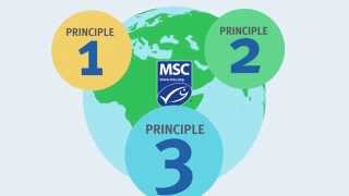 Sustainable seafood for the future The three principles of the MSC Fisheries Standard [upl. by Ellehsal568]