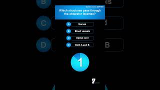 Which structures pass through the obturator foramen [upl. by Trixie]