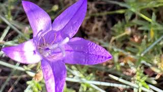 Campanilla silvestre Campanula lusitanica [upl. by Banky887]