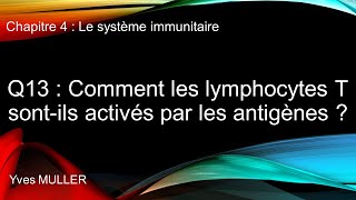 Chap 4  Le système immunitaire  Q13  Comment les lymphocytes T sont activés par les antigènes [upl. by Allen771]