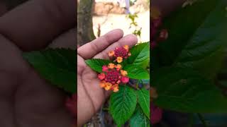 Lantana Plant Rare variety [upl. by Aiderfla260]