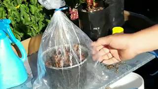 Simple way of propagating plants by stem cuttings [upl. by Sikram]