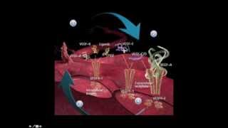 Bevacizumab información para pacientes [upl. by Harbot]