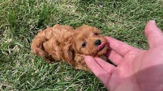 Teacup Mini quotRipquot Cavapoo Male Puppy [upl. by Ted297]