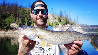 Washington walleye fishing out of porcupine bay Spokane river arm lake Roosevelt Clumdog Outdoors [upl. by Schlessinger]