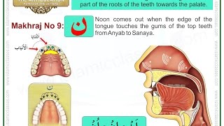 Makhraj No 917  Makhraj of Noon  Articulation Points of Arabic Alphabet Letters [upl. by Tillford383]