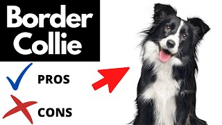 Border Collie Pros And Cons SHOCKING [upl. by Stark490]