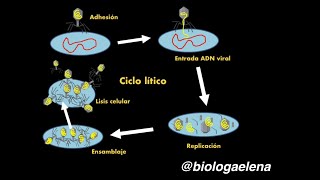 Ciclo lítico  Replicación viral  Virus [upl. by Annawyt446]