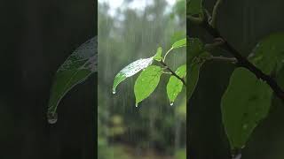 Som de chuva na janela com sons de trovãoㅣChuva forte para dormir estudar e relaxar shorts [upl. by Wolford714]