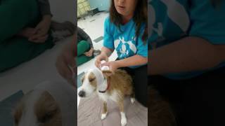 How to bandage a dogs bloody ear [upl. by Anavlis]