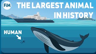 How Large Are Blue Whales Really Size Comparison [upl. by Slosberg]