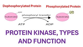 Kinases its function and different types [upl. by Ennyl]