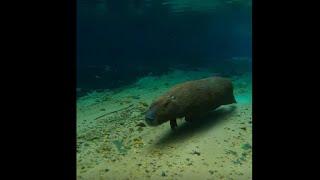 Capivara mergulha no rio Olho Dágua  Recanto Ecológico Rio da Prata Jardim  MS [upl. by Fasta132]