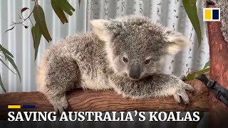 After bushfire crisis Australia’s koalas fight to survive [upl. by Vins]