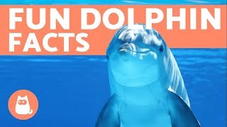 10 Facts About DOLPHINS from Scientific Studies [upl. by Lexis650]