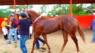 CARRERAS DE CABALLOSSEMIFINAL EL CHULO [upl. by Ingles]