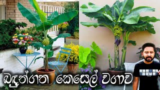 Kesel wagawa කෙසෙල් වගාව  Gewathu wagawa Gardening Series [upl. by Mcquade824]