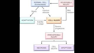 Cell Injury  Reversible amp Irreversible [upl. by Imtiaz672]