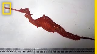 First Look Rare Ruby Seadragon Filmed in the Wild  National Geographic [upl. by Staford736]