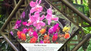 National Orchid Garden Singapore  Botanic Gardens [upl. by Nosilla]