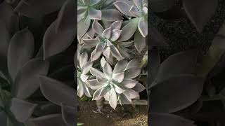 GRAPTOPETALUM Paraguayense suculentas [upl. by Nyla]