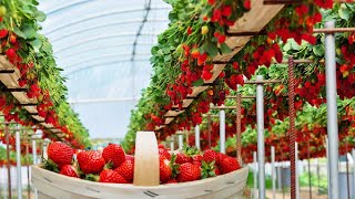 Excellent hydroponic cultivation of strawberries in a greenhouse and satisfactory harvest process [upl. by Goldshlag]