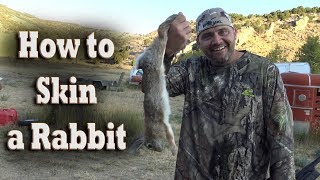 How to Skin a Rabbit hunting  field dressing  skinning  small game butcher tips [upl. by Rand263]