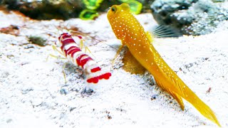 Yellow Watchman Goby and Candy Stripe Pistol Shrimp Pair [upl. by Elodia]