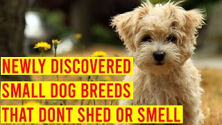 10 Newly Discovered Small Dog Breeds That Dont Shed Or Smell [upl. by Sible]